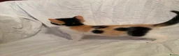 Mixed Breed cats for sale: Ragdoll mixed kittens 🐈‍⬛  - Advert 2
