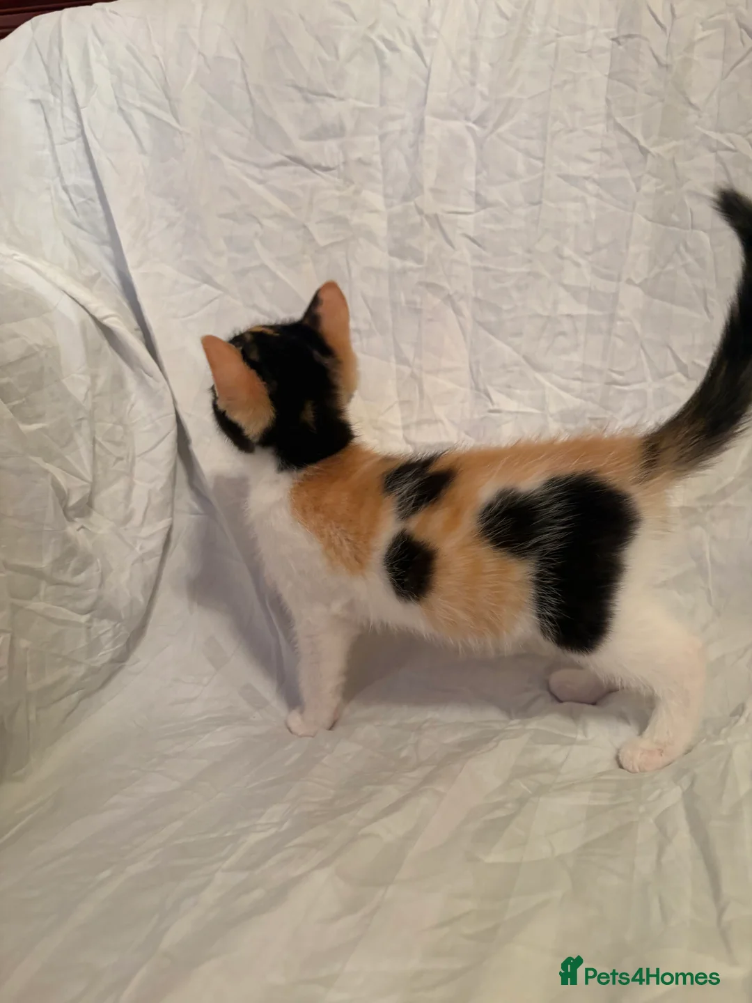 Mixed Breed cats for sale: Ragdoll mixed kittens 🐈‍⬛  - Advert 2