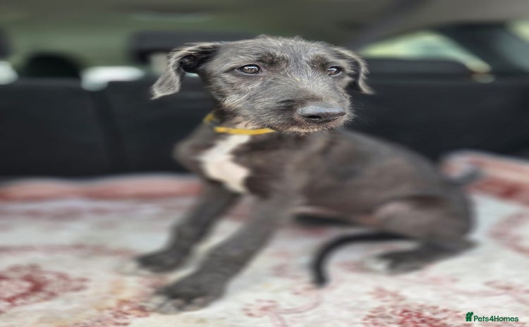 Lurcher dogs - Advert 1