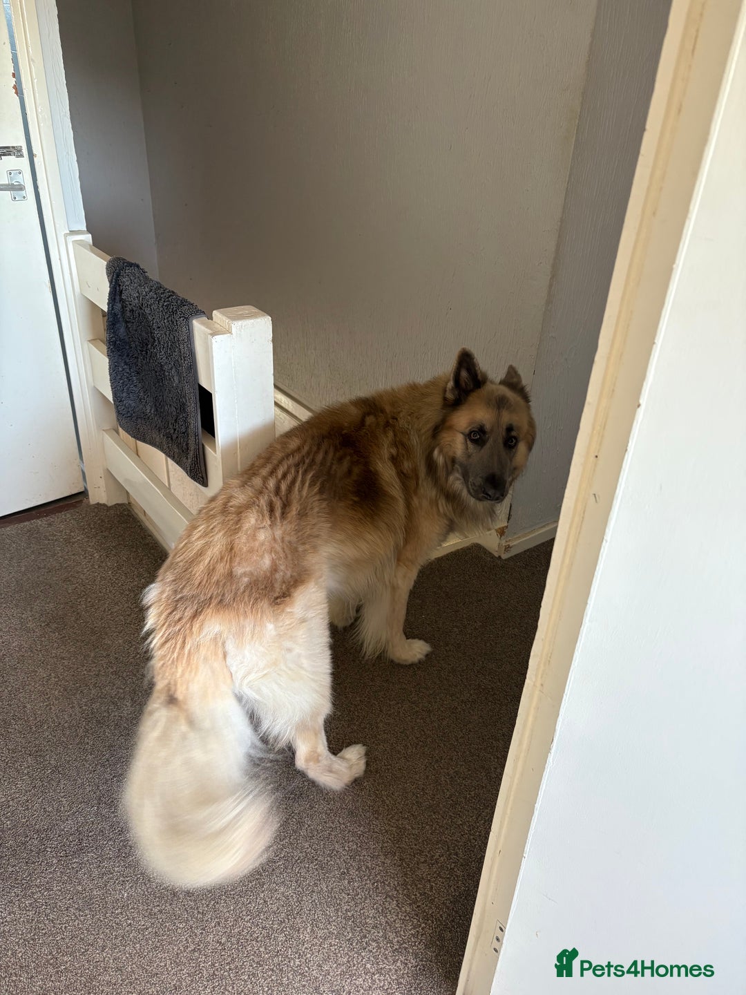 German Shepherd dogs for sale: Zeus German shepherd was  4 years old in July  - Image 2