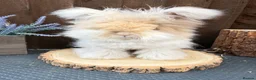 Angora rabbits for sale: PURE PEDIGREE|ENGLISH ANGORA - Advert 25