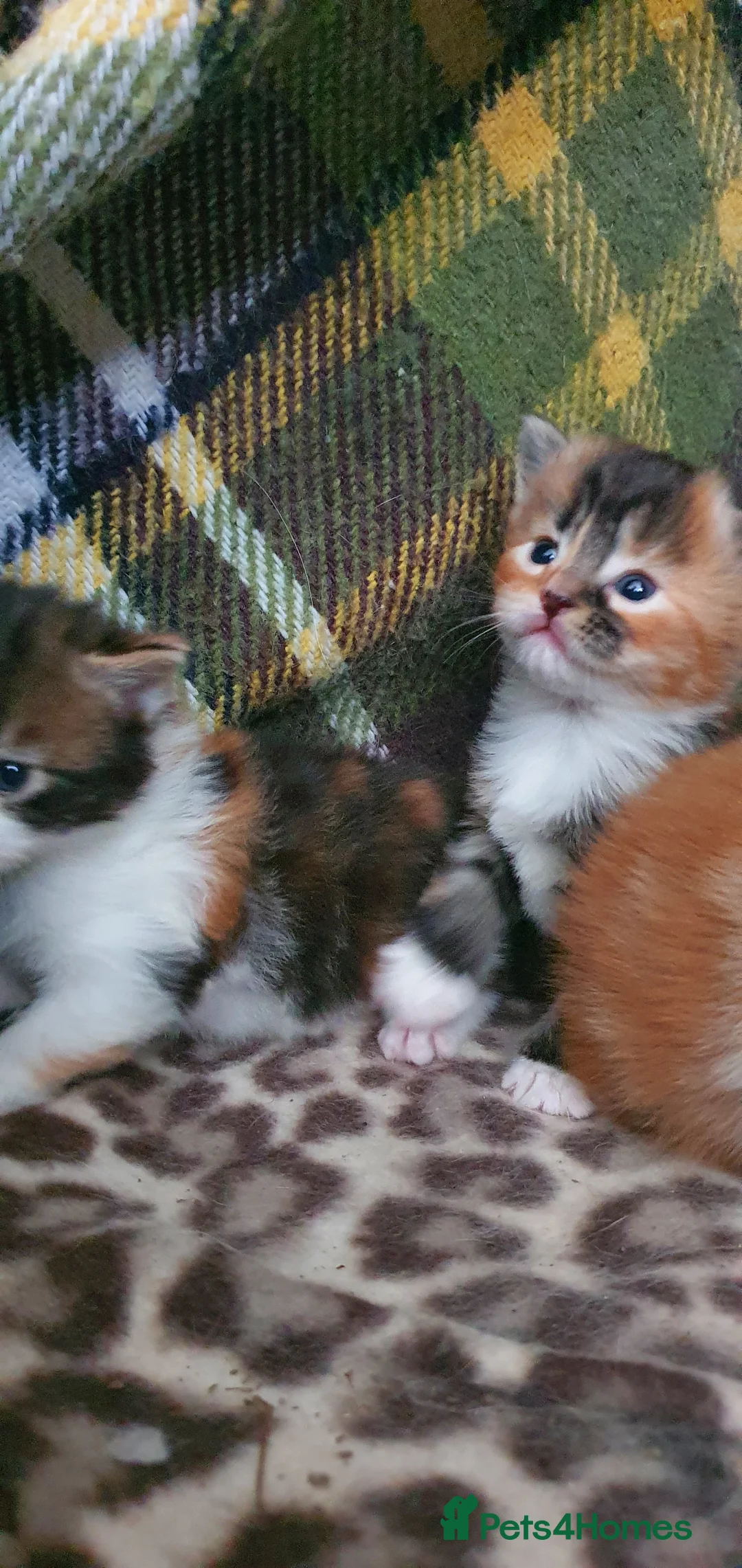 Persian cats for sale: Gorgeous rare colour Persian babies  - Advert 5