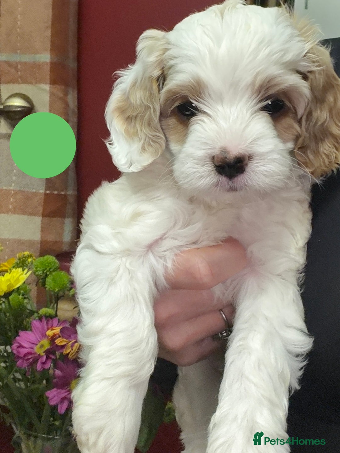 Cavapoo dogs for sale: Stunning Cavapoochon’s for sale (2 left) - Advert 5