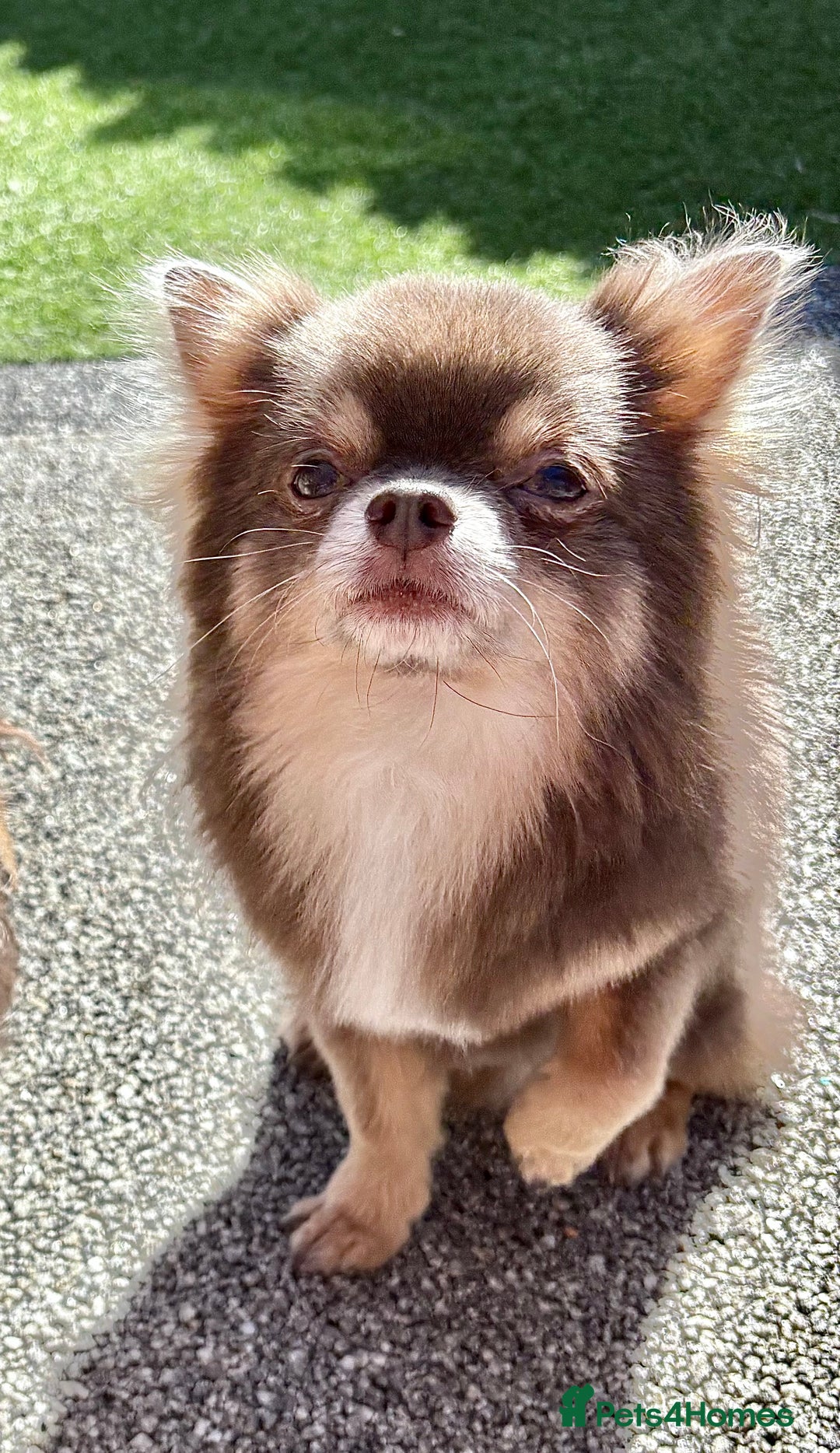 Chihuahua dogs for stud: Kc Long Coat Lilac Tri Chihuahua Well Proven Stud in Washington - Advert 5