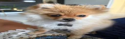 Pomeranian dogs for sale: Beautiful Miniature Pomeranian  - Advert 21