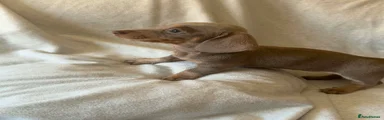 Dachshund 4