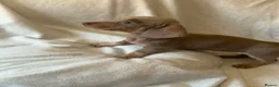 Dachshund dogs for sale: Miniature dachshund    - Advert 4