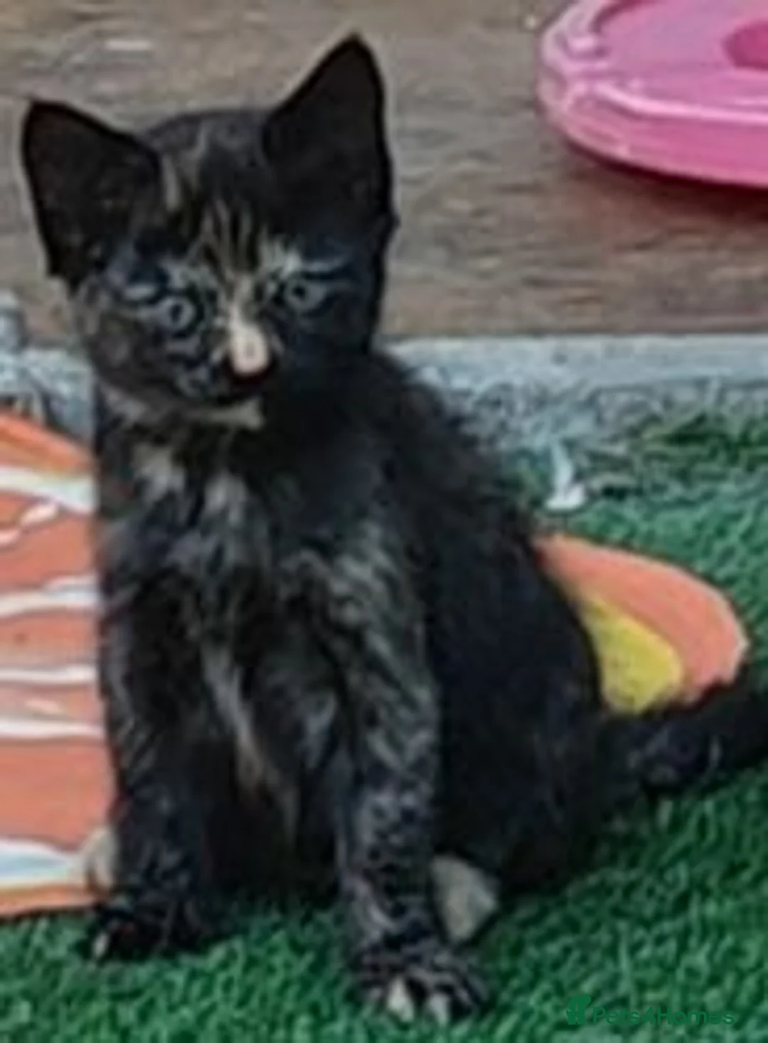 Mixed Breed cats for sale: ❤️Last 2 Ready to go Gorgeous kittens❤️ - Advert 2