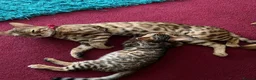 Bengal cats for sale: Lovely 4 year old bengal for rehoming in Twickenham - Advert 7
