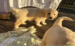 Golden Retriever dogs for sale: QUALITY GOLDEN RETREIVER PUPPIES - Image 19