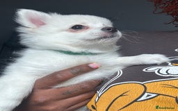 Pomchi dogs for sale: Beautiful Fluffy Pomchi Last Boy - Image 40