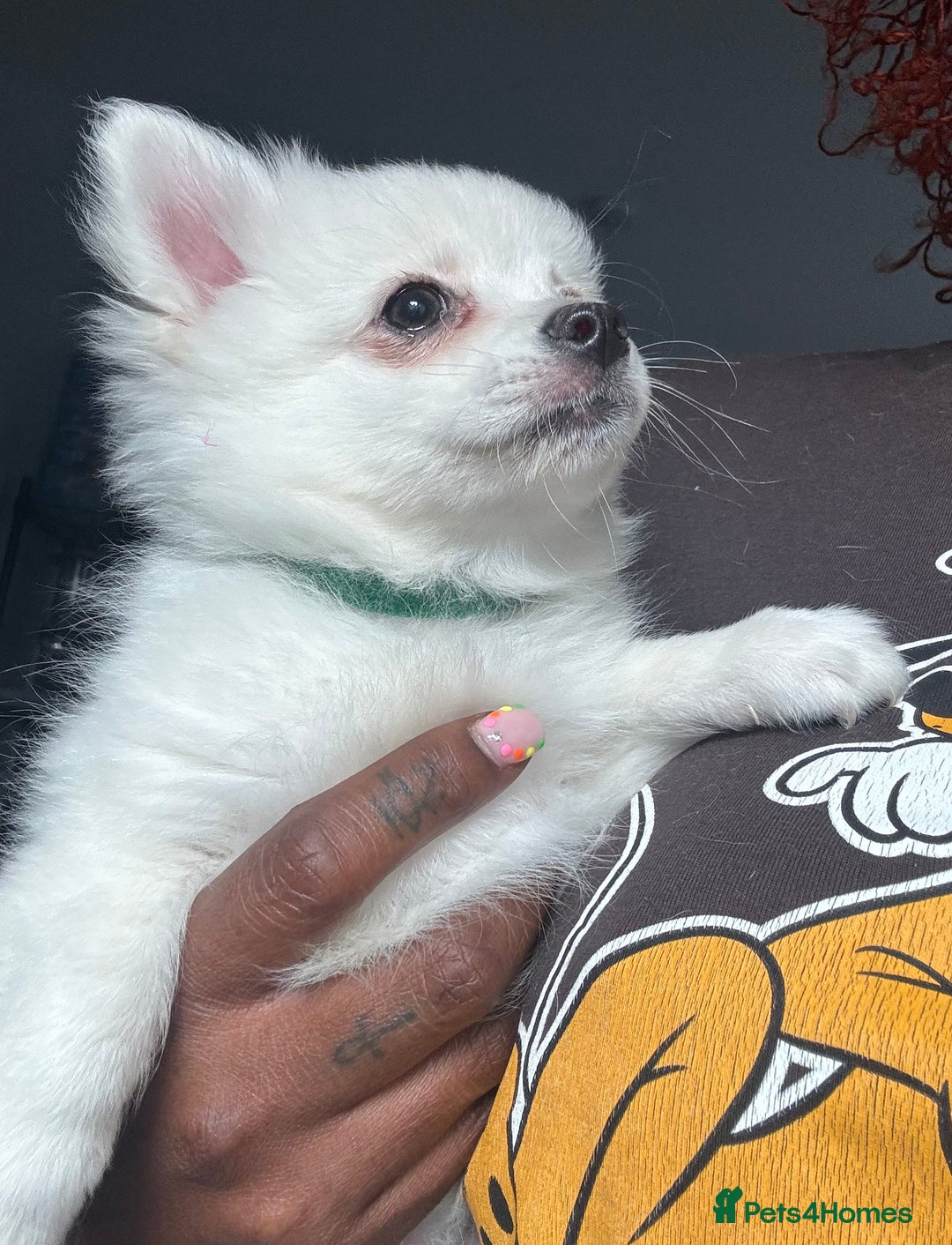 Pomchi dogs for sale: Beautiful Fluffy Pomchi Last Boy - Image 40
