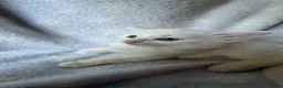 Ragdoll cats for sale: Stunning Ragdoll kittens Blue Colourpoint  - Advert 8