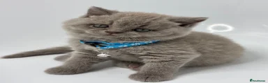 British Shorthair 4