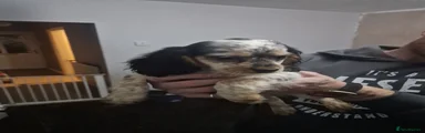 Mixed Breed 7