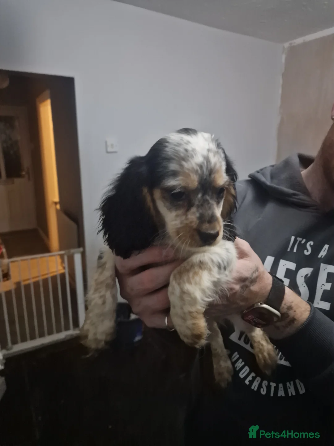 Mixed Breed dogs for sale: Litter of 7 bocker puppies  in Walsall - Advert 2