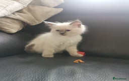 Ragdoll cats for sale: Pure breed health tested ragdoll kittens  - Image 5