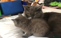 British Shorthair cats for sale: Shorthair x Maincoon kittens for sale - Image 4