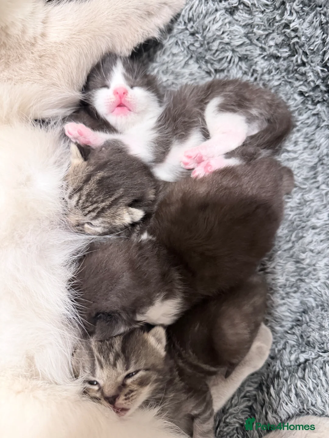 Mixed Breed cats for sale: British Shorthair cross Persian - Advert 2