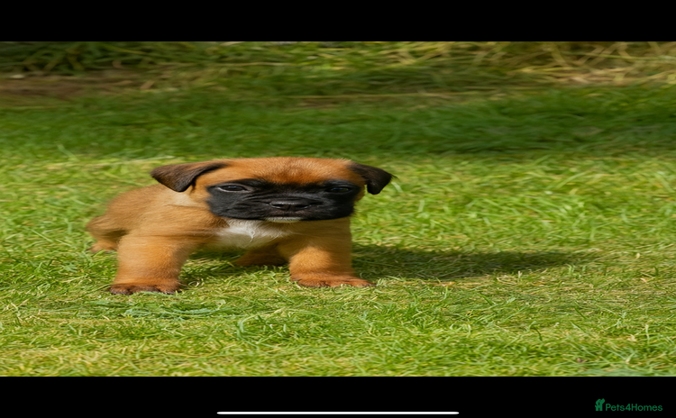 Boxer dogs - Advert 4