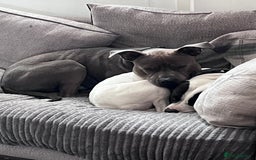 Mixed Breed dogs for sale: Staffordshire bull terrier x Am staff - Image 4