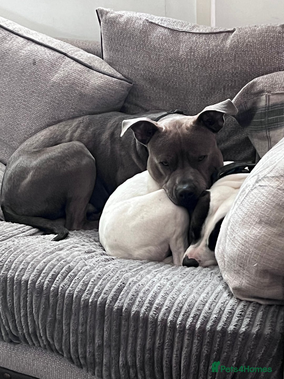 Mixed Breed dogs for sale: Staffordshire bull terrier x Am staff - Image 4
