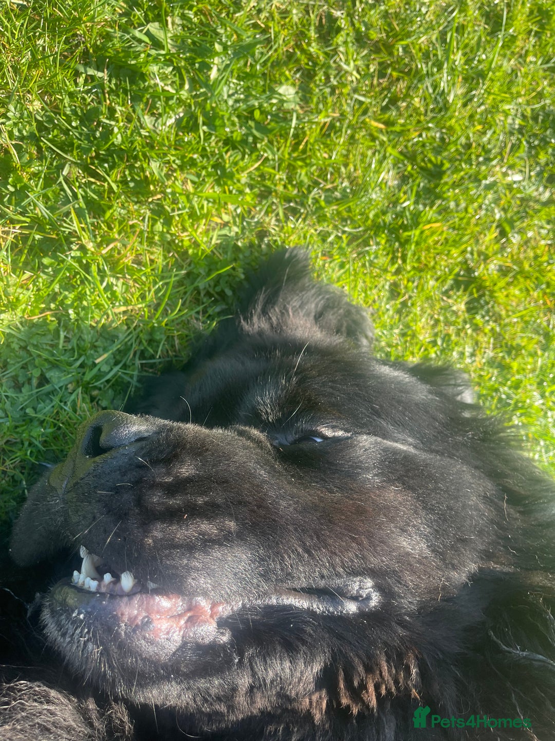 Newfoundland dogs for stud: Newfoundland stud  - Image 16