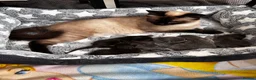Maine Coon cats for sale: Maincoon x blue smoke in Southampton - Advert 1