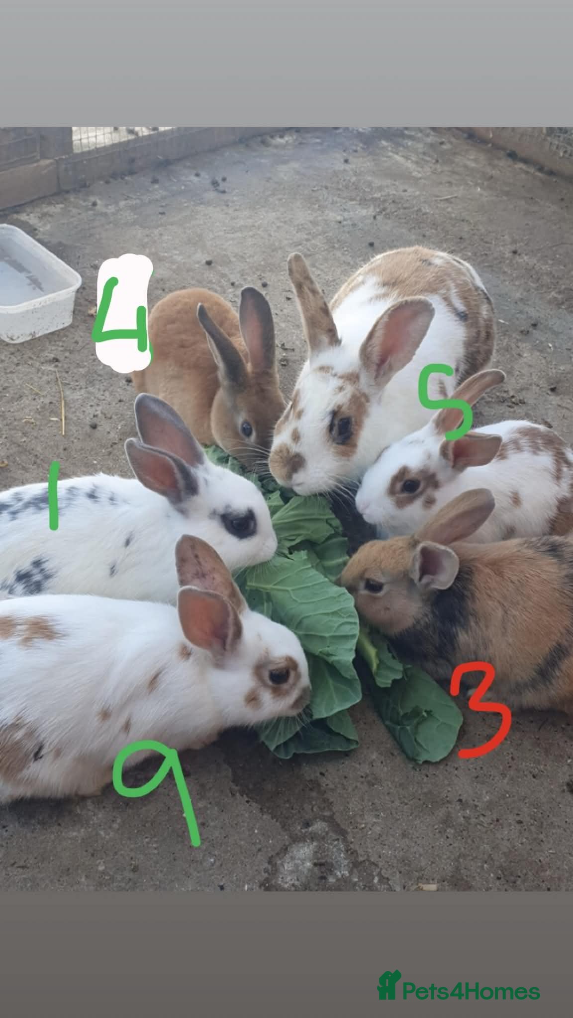 Mixed Breed rabbits 9 Beautiful Baby Rabbits - Advert 5
