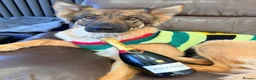 German Shepherd dogs for sale: Gentle 2 year old SPAYED German Shepherd in Exeter - Advert 11