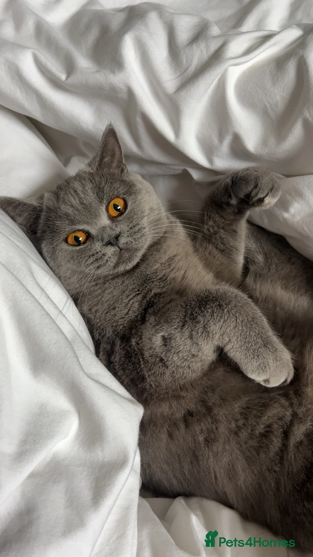 British Shorthair cats for sale: Luna the British shorthair  in Barnet - Advert 3