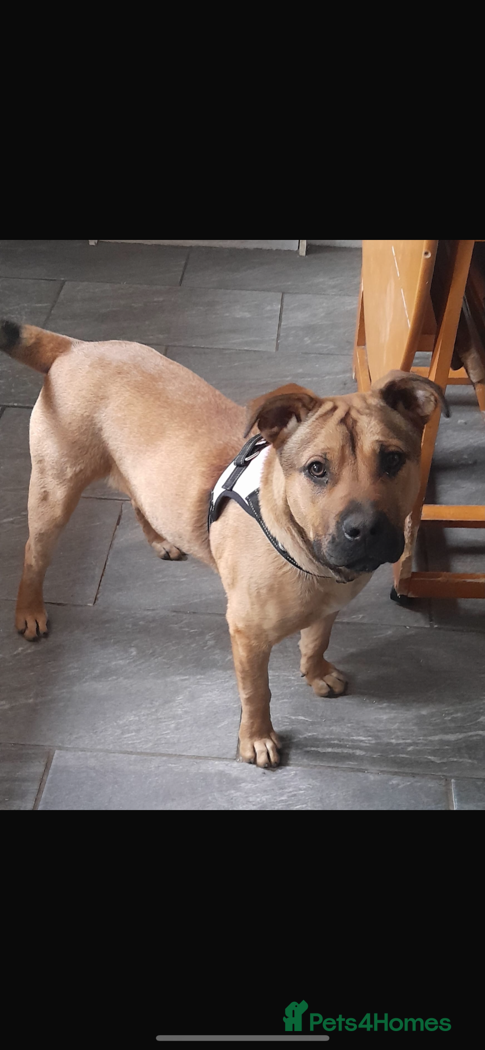Mixed Breed dogs Staffy cross bullmastiff - Advert 1