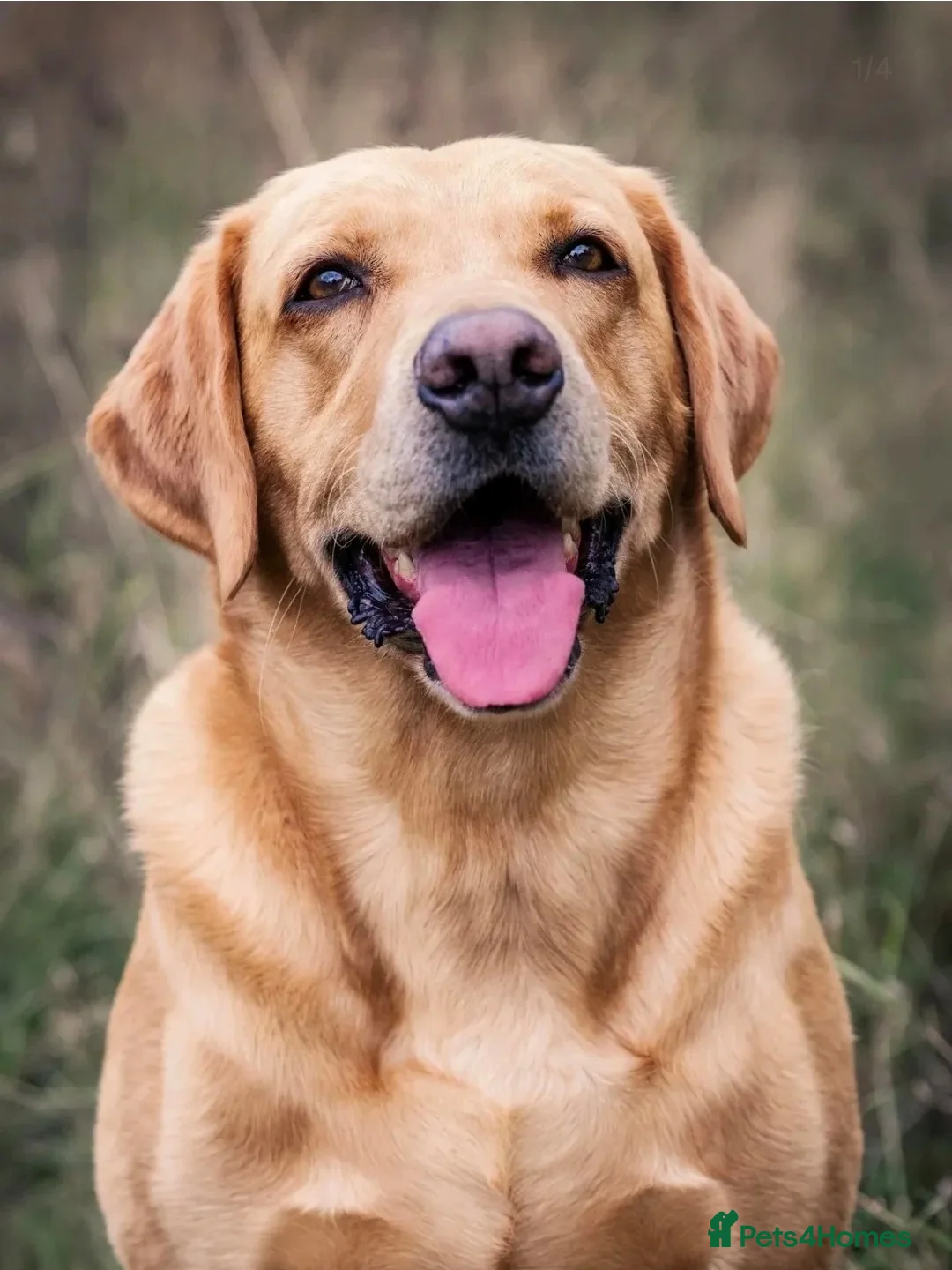 Labrador Retriever dogs for sale: Labrador Retriever Puppies Due Mid‑Apri - Advert 9