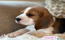 Beagle dogs for sale: ** STUNNING KC 5 GEN TRI COLOUR BEAGLEPUPS ** - Image 7