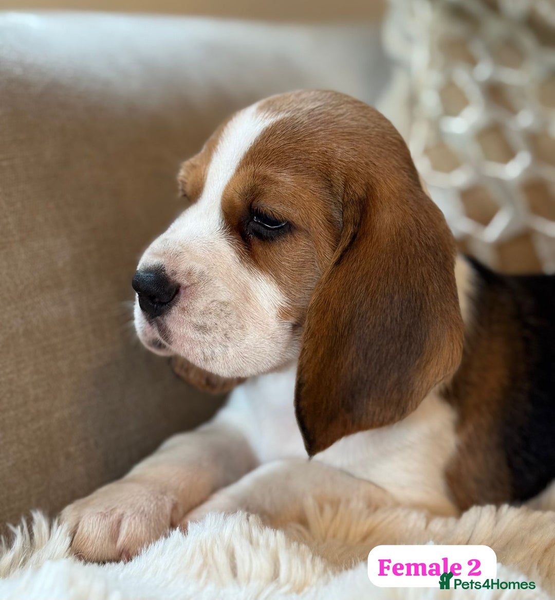 Beagle dogs for sale: ** STUNNING KC 5 GEN TRI COLOUR BEAGLEPUPS ** - Image 7