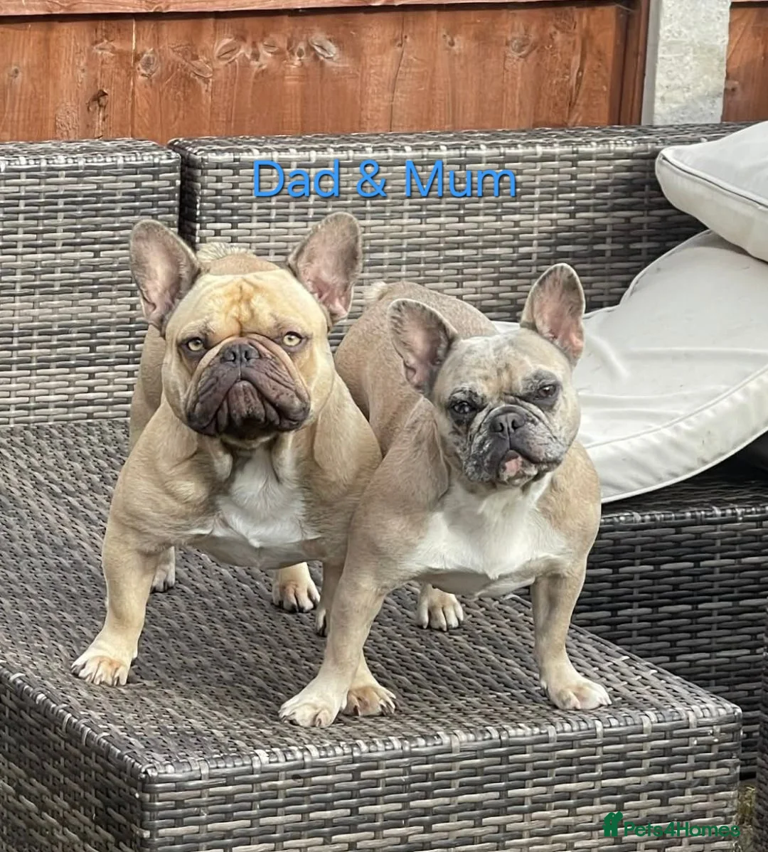 French Bulldog dogs for sale: 🐾 French bulldog puppies lookin for forever home - Advert 3