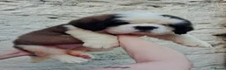 Saint Bernard dogs for sale: Show Quality Saint Bernard's  - Advert 1
