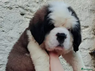 Saint Bernard dogs Show Quality Saint Bernard's - Advert 18