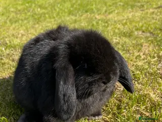 Mini Lop rabbits Mini Lop READY NOW last one 5th April - Advert 18