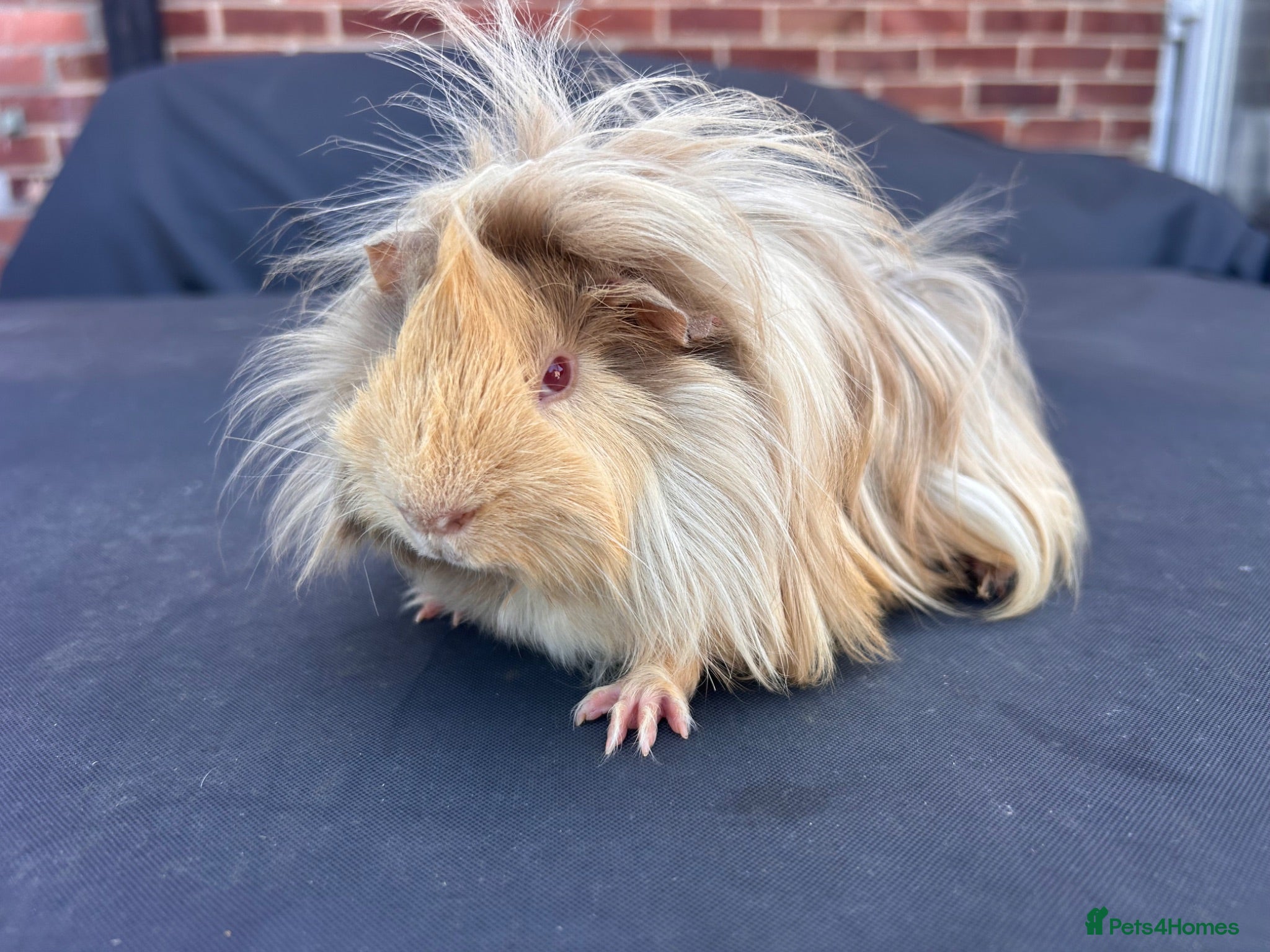 Guinea Pig rodents Beautiful friendly boys looking for forever home - Advert 1