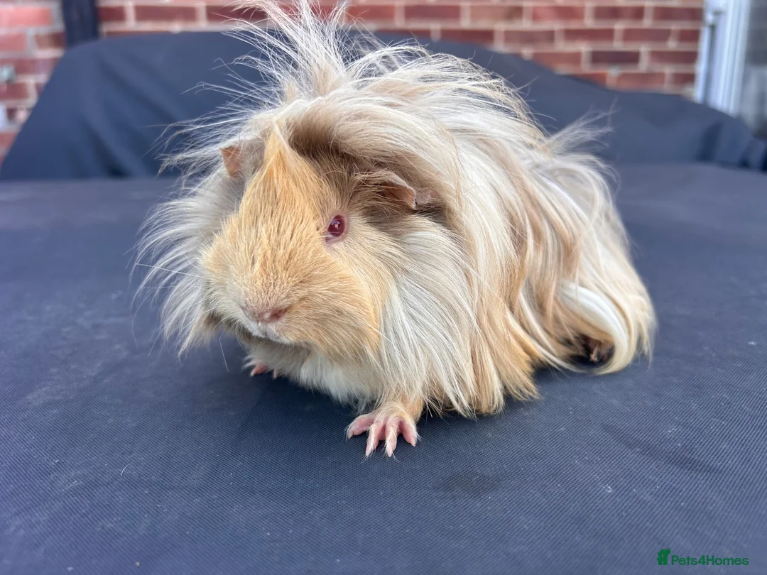 Guinea Pig rodents for sale: Beautiful friendly boys looking for forever home - Advert 1