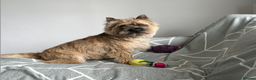 Cairn Terrier dogs for stud: Proven KC Registered Show Dog for Stud in Guildford - Advert 6
