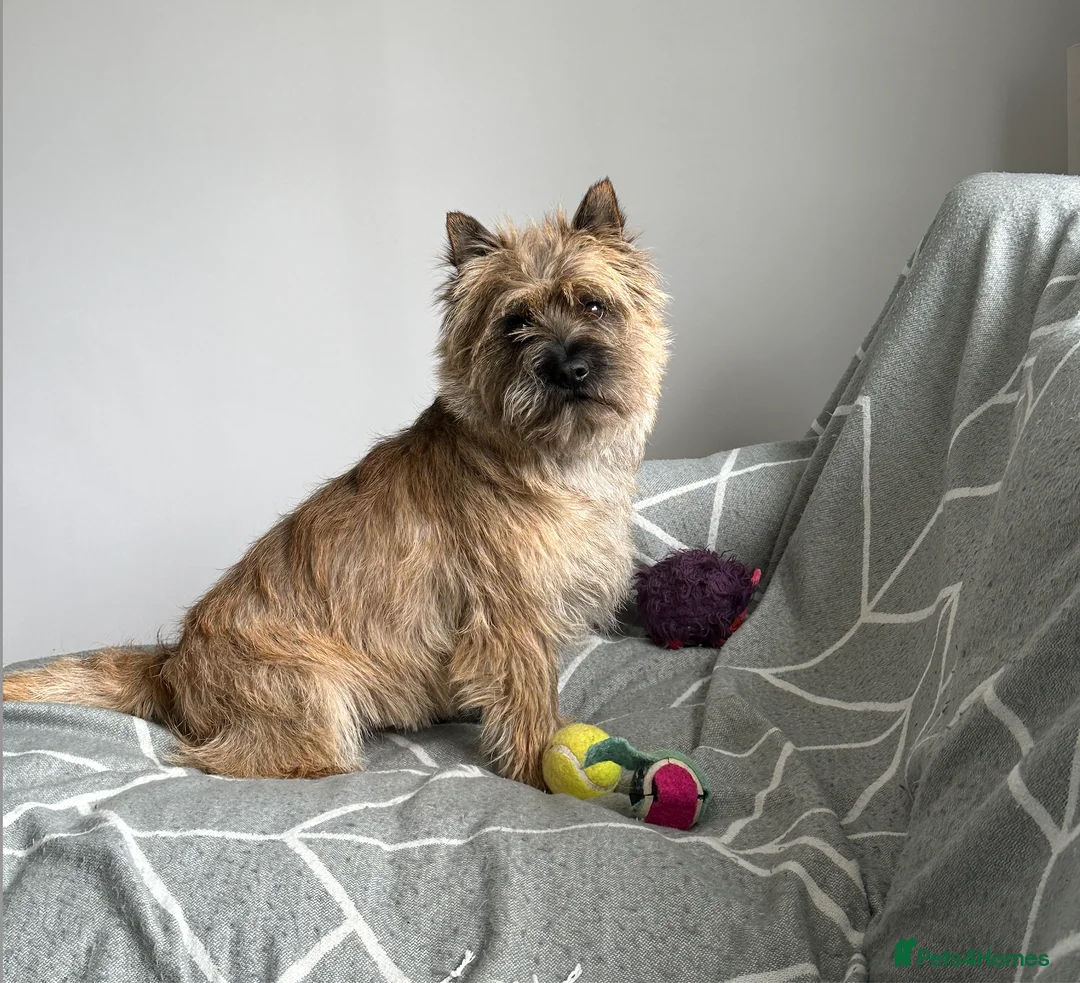 Cairn Terrier dogs for stud: Proven KC Registered Show Dog for Stud - Advert 6