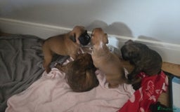 Boxer dogs for sale: KC PEDIGREE BOXER PUPPIES  - Image 25