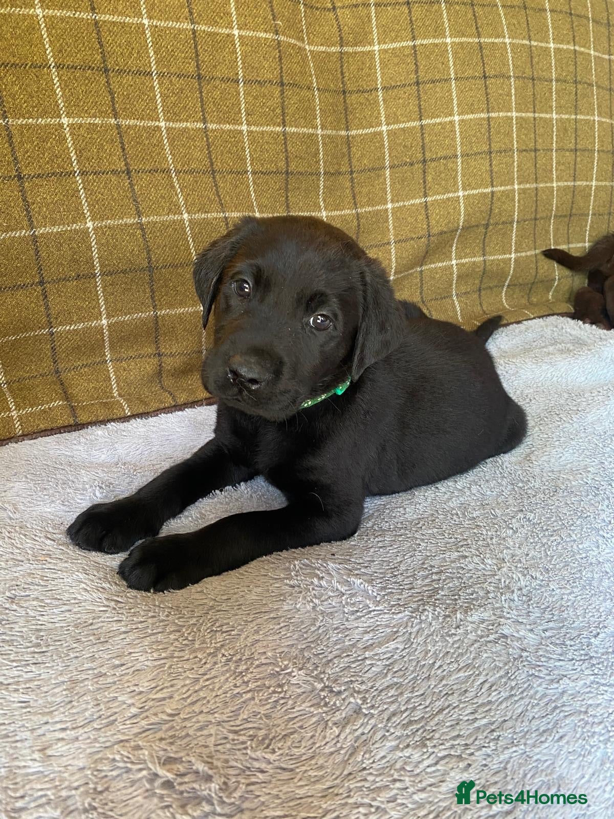 Labrador Retriever dogs Beautiful Chunky Labrador Puppies  - Advert 2