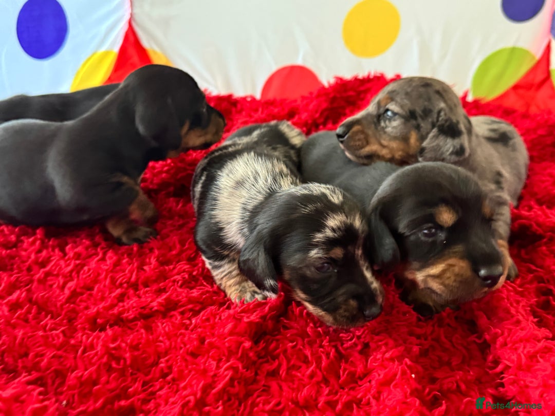 Miniature Dachshund dogs for sale: Mini dachshund puppies KC registered, DNA tested - Advert 20