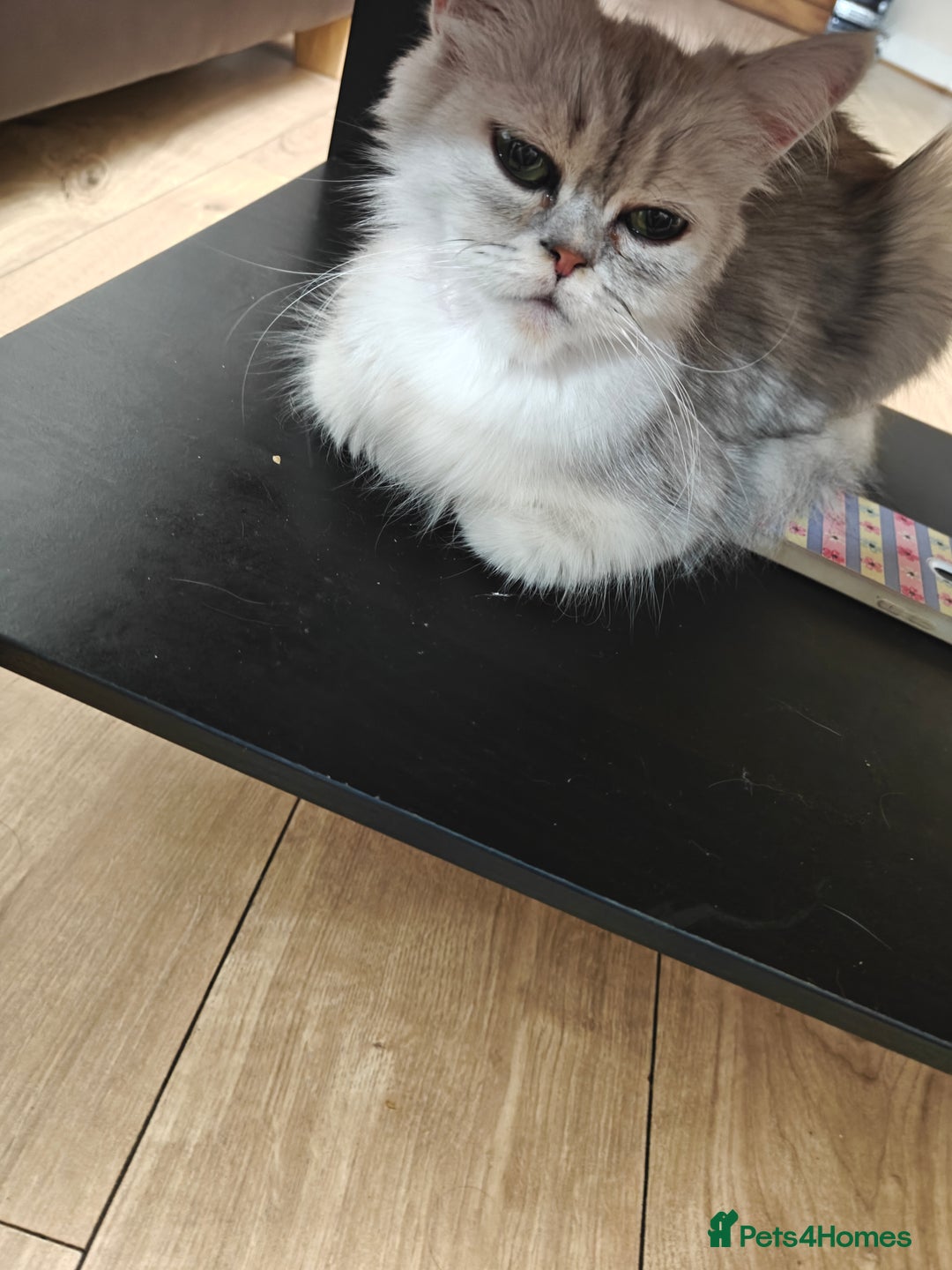 Mixed Breed cats for sale: Miss urmi patel - Advert 4