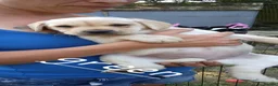 Labrador Retriever dogs for sale: 6 beautiful labrador puppies  - Advert 19