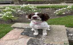 Mixed Breed dogs for sale: 6 month springer - Image 1