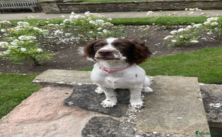 Mixed Breed dogs - Advert 1
